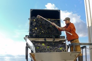 George helps the grapes into the crusher de-stemmer