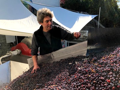 Winemaker Vinny Aliperti sorting grapes.