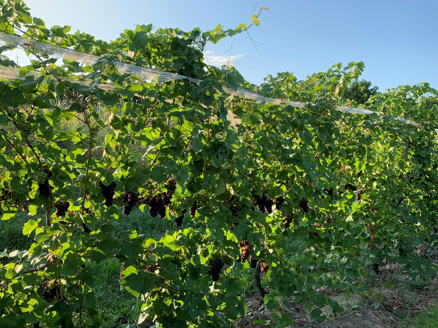 Photo of vines, an open canopy with good fruit exposure that makes beautiful wine.