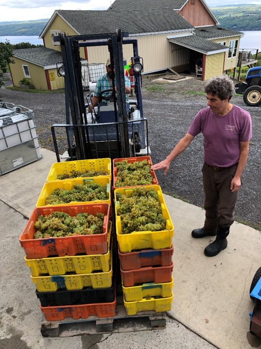 Winemaker Vinny inspects wine grapes as they are delivered by forklift.