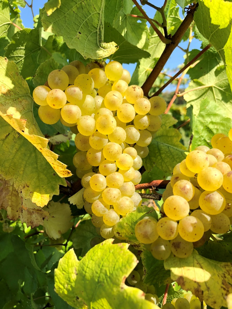 A golden cluster of chardonnay grapes.