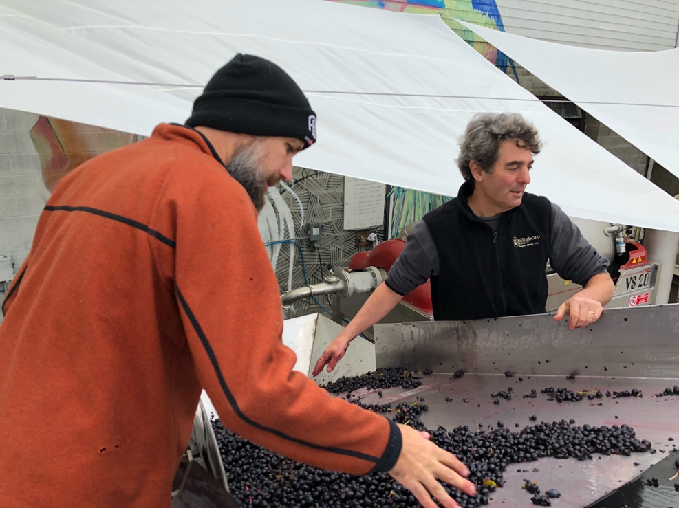 Winemakers George and Vinny sorting grapes on the sorting line.