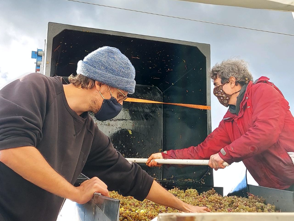 Winemakers sorting grapes by hand.