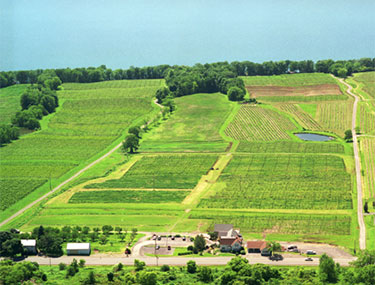 Atwater Vineyards Arial Photo