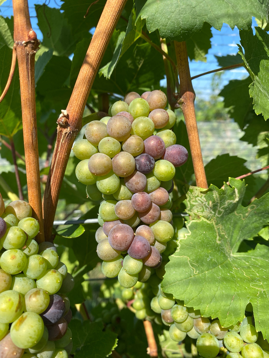 Grapes showing color.