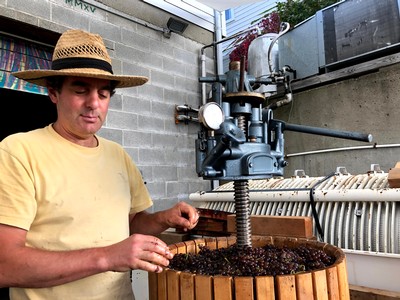 Winemaker Vinny Aliperti putting grapes into a basket press.