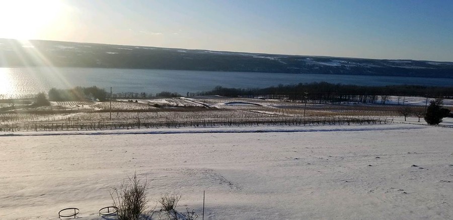 Snow-covered vineyard overlooking Seneca Lake.