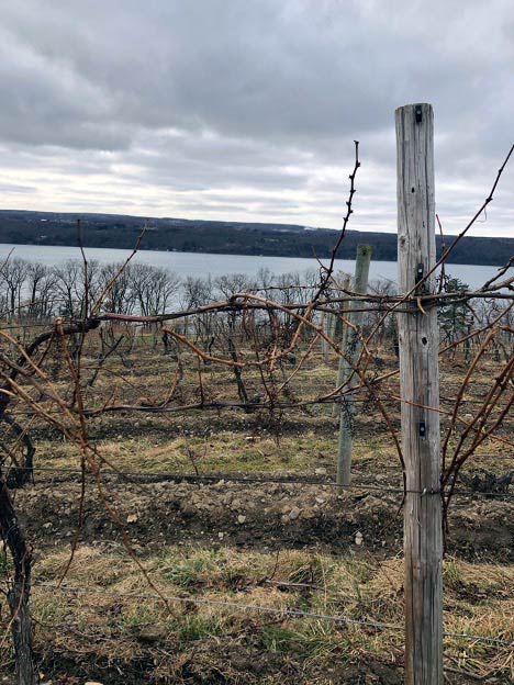 Vineyards overlooking Seneca Lake