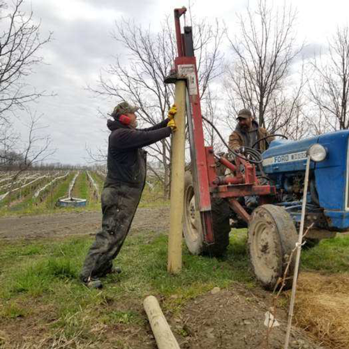 Vineyard worker tying shoots.