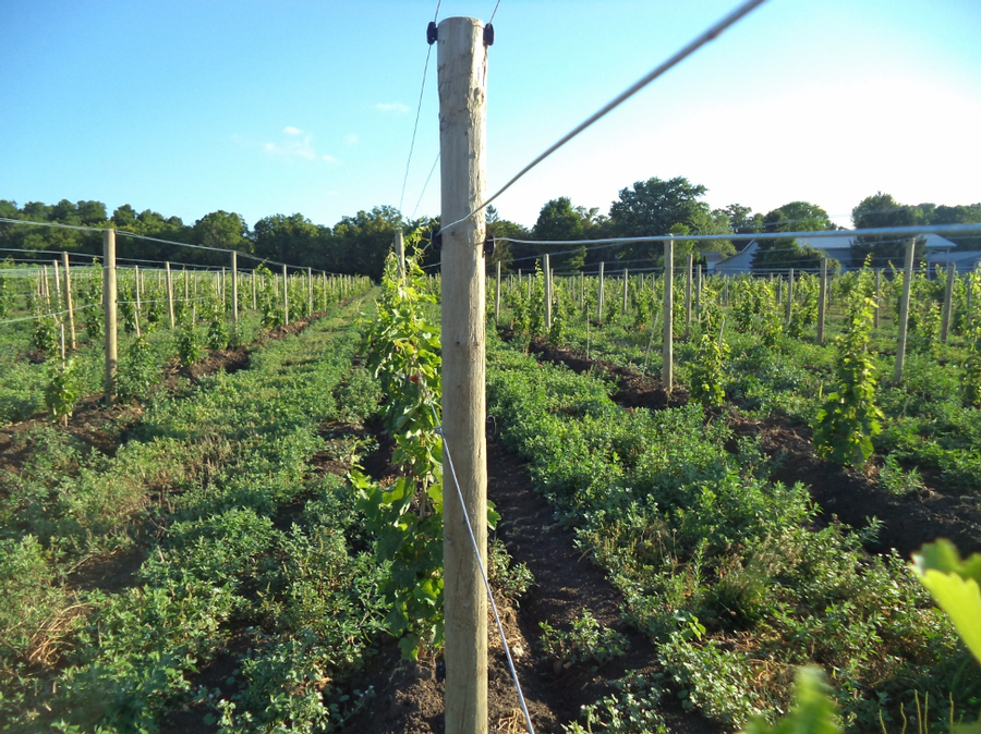 Photo of black clips used to manage vineyard wires.