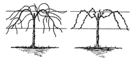 Drawing of trellis system.