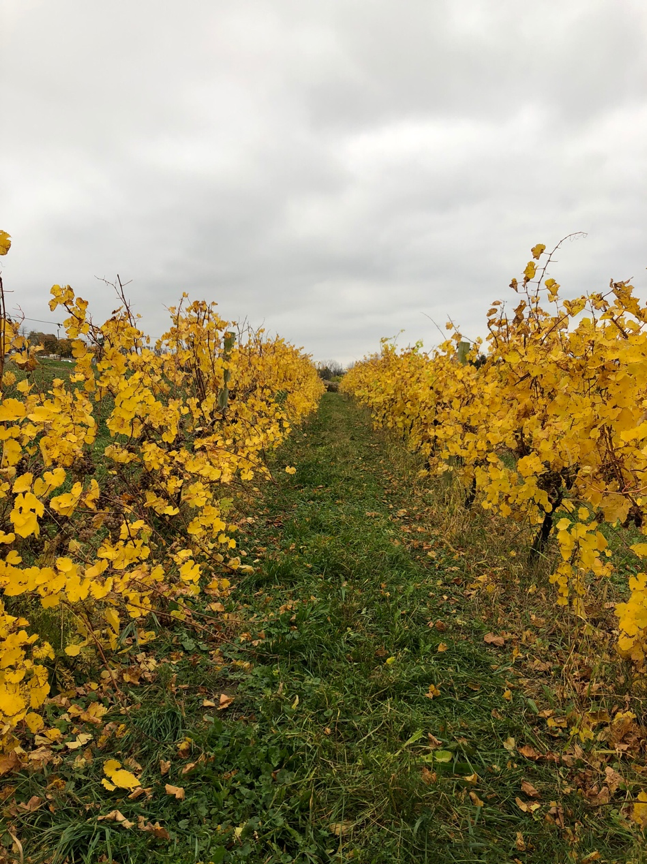 Vines with yellow leaves.