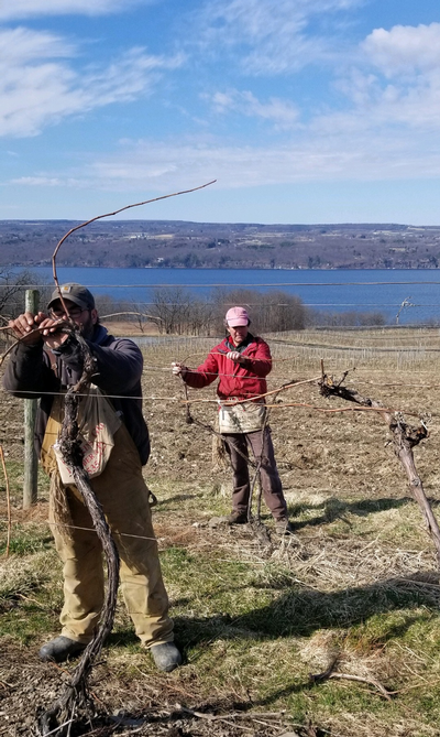 Vineyard worker tying shoots.