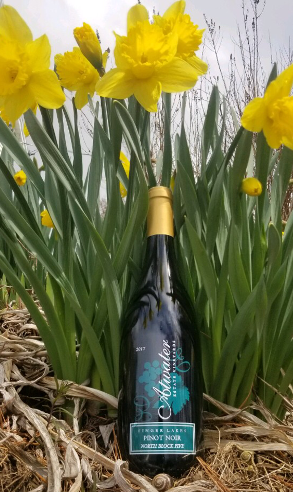 Pinot Noir 2017 among daffodils.