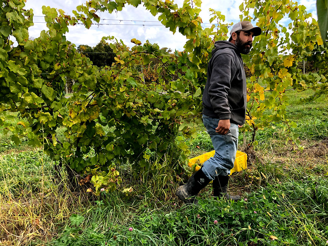 Chris King among vines