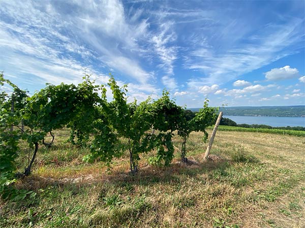 Vineyard worker tying shoots.