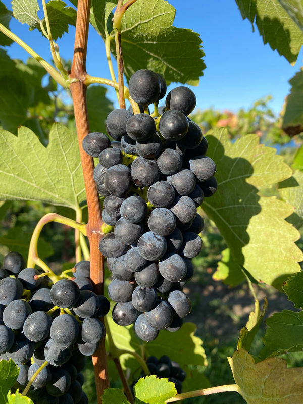 A cluster of grapes.