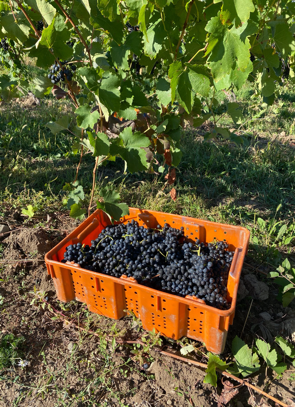 Bin of grapes.