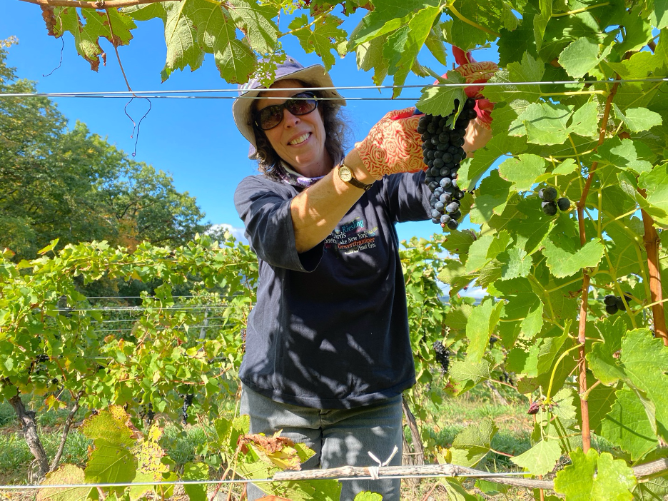 Denise picking grapes.