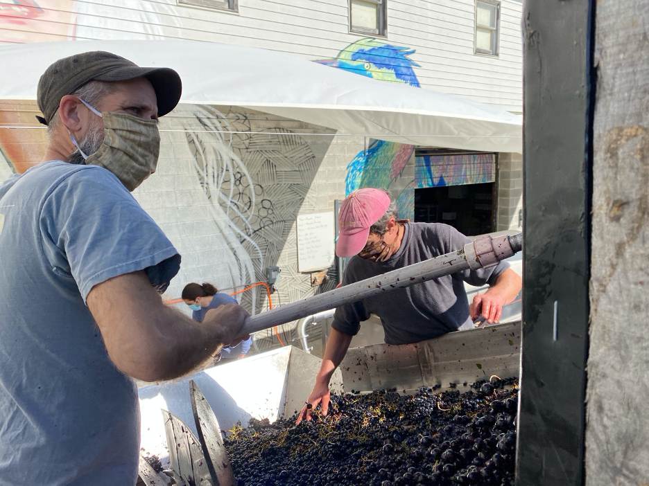 George sorting grapes.