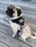 AV Dog Bandana - View 3
